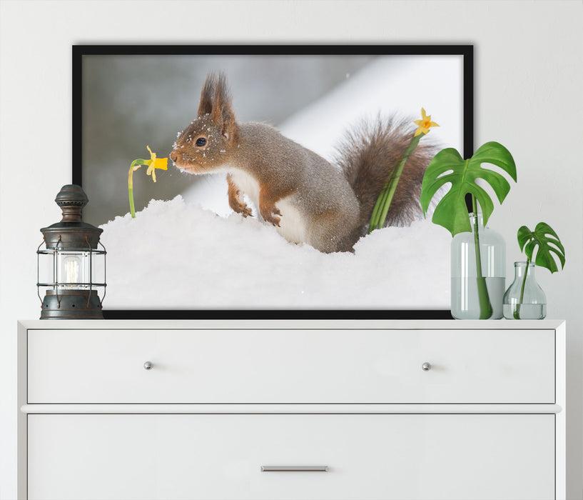 Eichhörnchen im Schnee, Poster mit Bilderrahmen