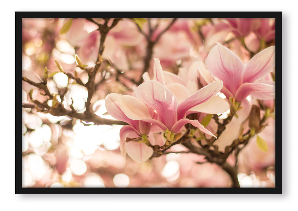 Rosa Magnolienblüten im Frühling, Poster mit Bilderrahmen