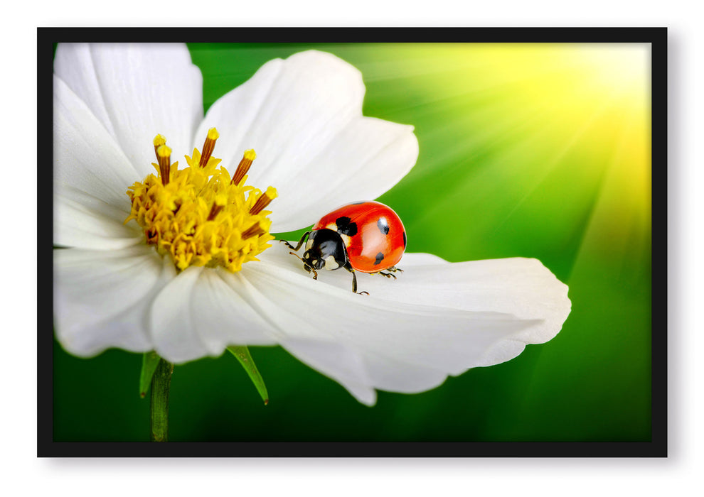 Pixxprint Marienkäfer auf einer weißen Blume, Poster mit Bilderrahmen