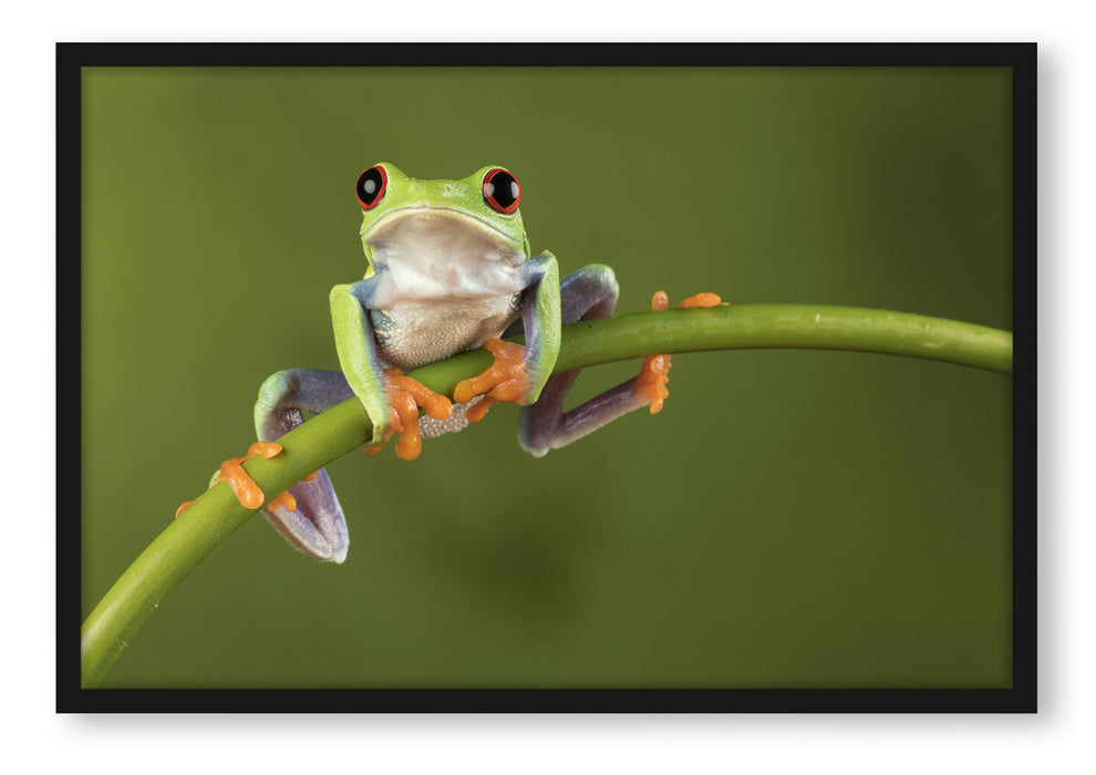 Pixxprint Baum-Frosch auf Bambus, Poster mit Bilderrahmen