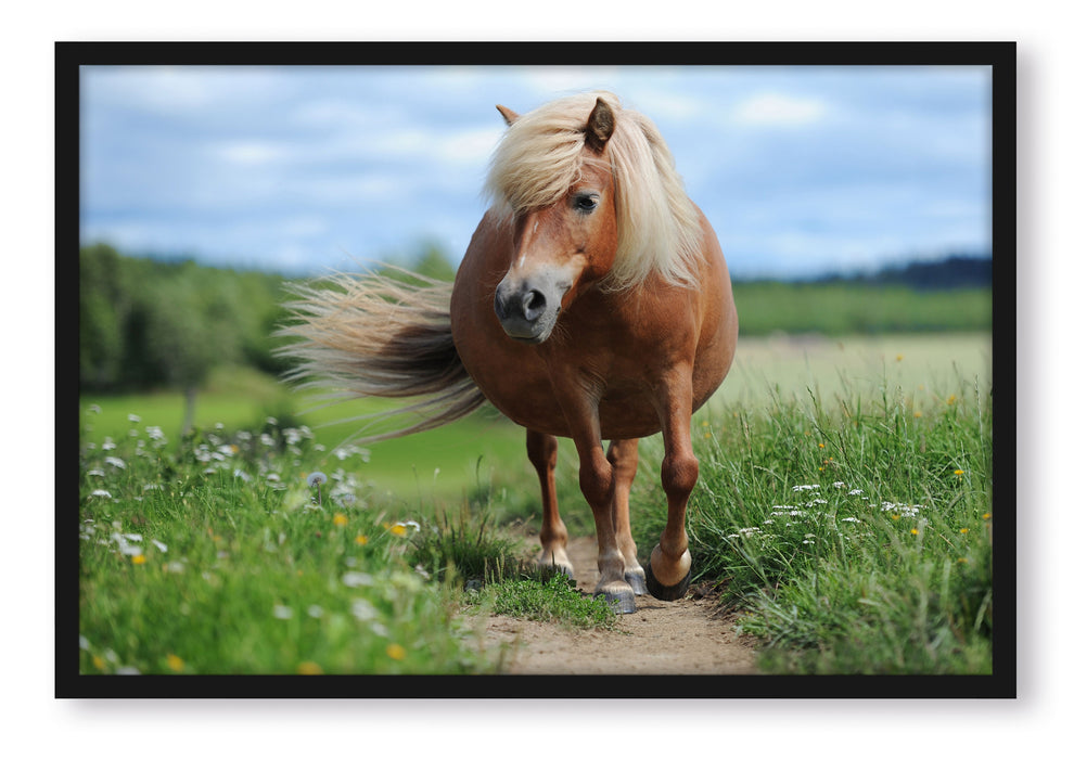 Pixxprint Shetlandpony auf der Wiese, Poster mit Bilderrahmen