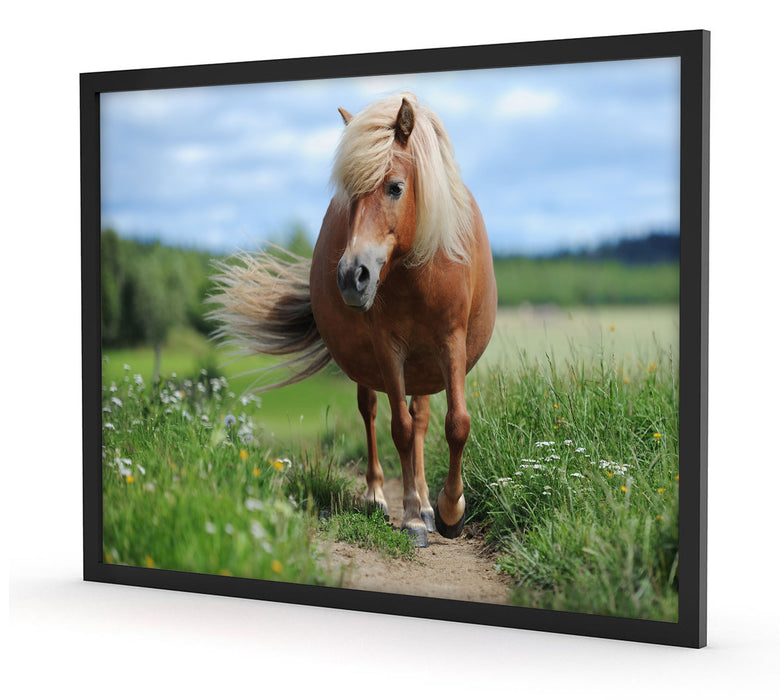 Shetlandpony auf der Wiese, Poster mit Bilderrahmen