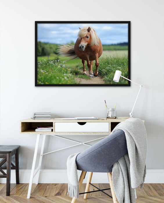 Shetlandpony auf der Wiese, Poster mit Bilderrahmen