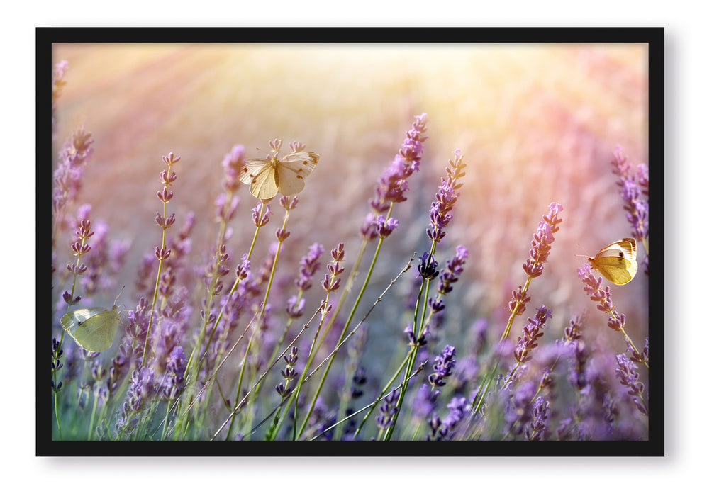 Pixxprint Schmetterlinge auf Lavendelblumen, Poster mit Bilderrahmen