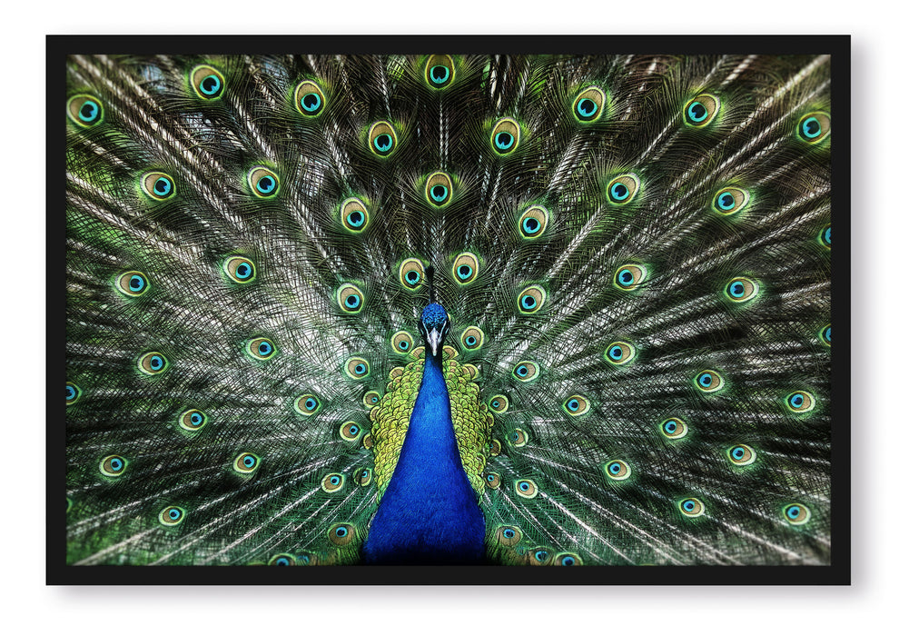 Pixxprint Schöner Pfau mit seinem Gefieder, Poster mit Bilderrahmen