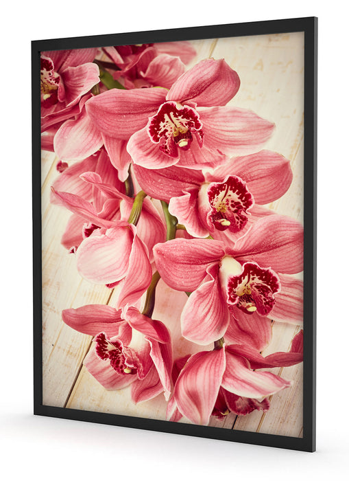 Rosane Orchideenblüten, Poster mit Bilderrahmen