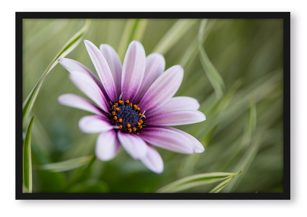 Pixxprint Blume in der Natur, Poster mit Bilderrahmen