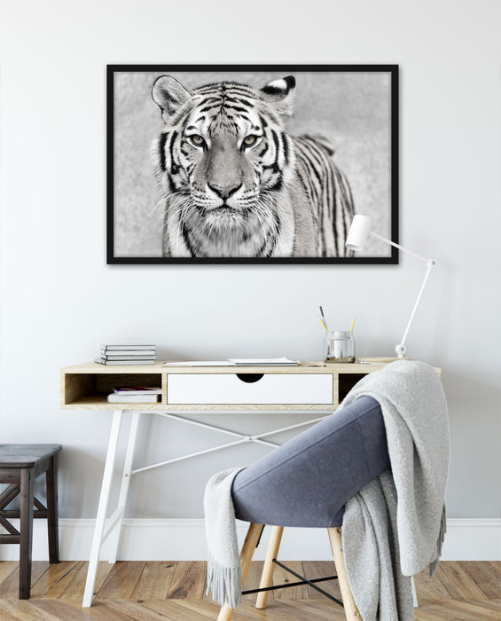 Anmutiger Tiger in, Poster mit Bilderrahmen