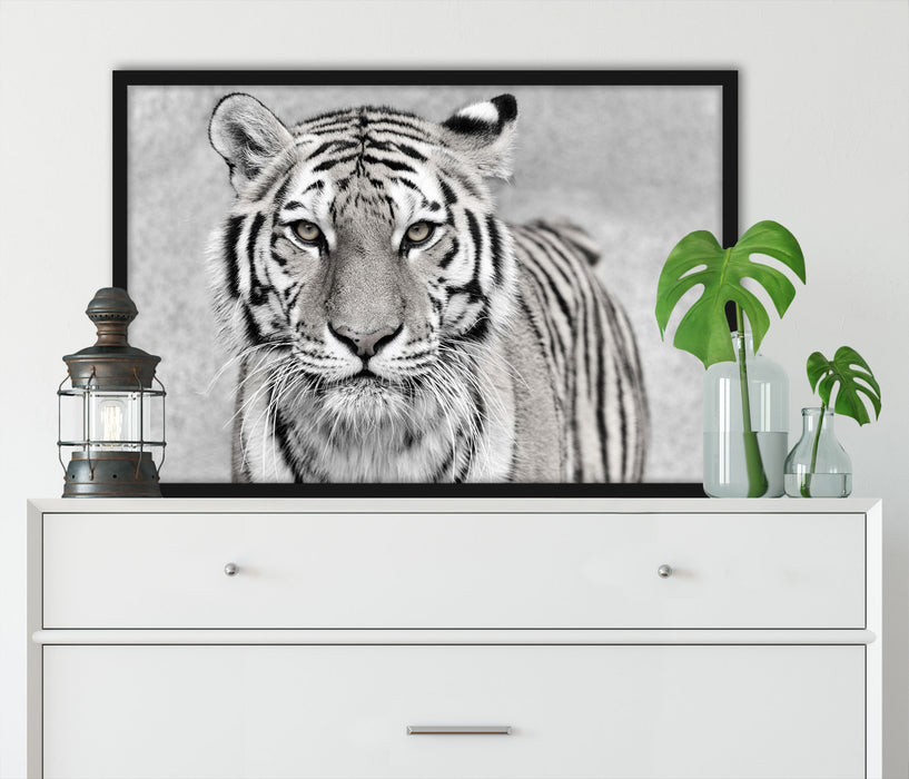 Anmutiger Tiger in, Poster mit Bilderrahmen