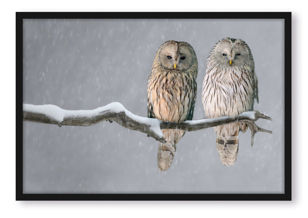 Pixxprint Zwei Eulen in Winterlandschaft, Poster mit Bilderrahmen