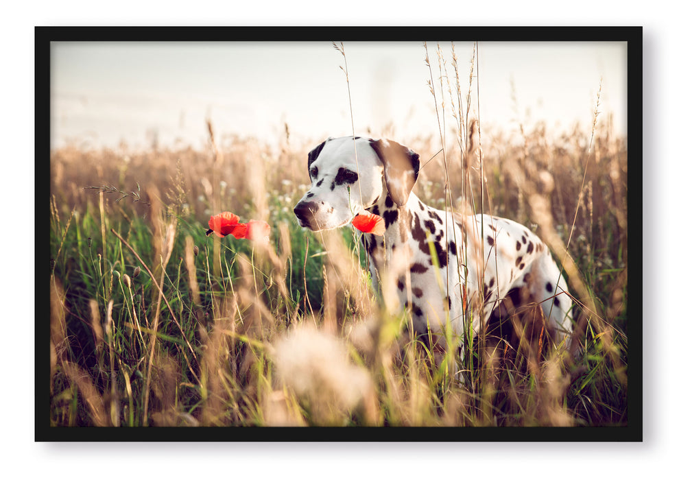 Pixxprint Neugieriger Hund im Feld, Poster mit Bilderrahmen