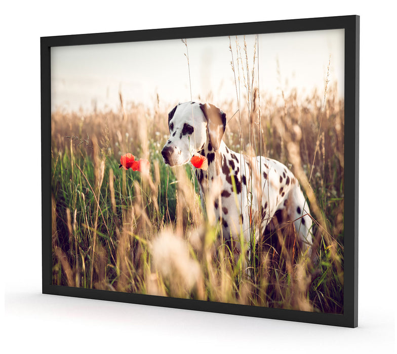 Neugieriger Hund im Feld, Poster mit Bilderrahmen