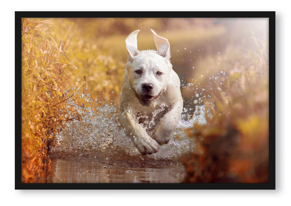 Pixxprint Labrador-Welpe im Wasser, Poster mit Bilderrahmen