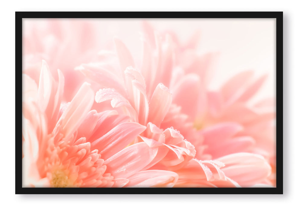 Pixxprint Gerbera Blume, Poster mit Bilderrahmen