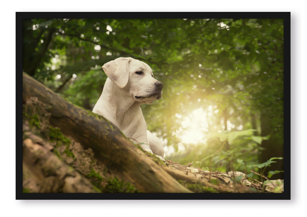 Pixxprint Labrador Welpe im Wald, Poster mit Bilderrahmen