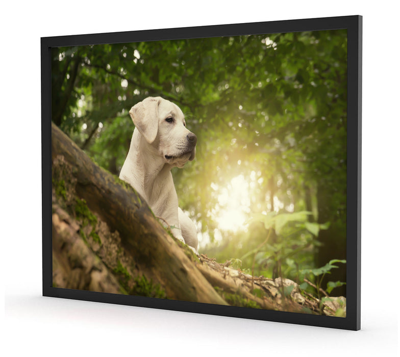 Labrador Welpe im Wald, Poster mit Bilderrahmen