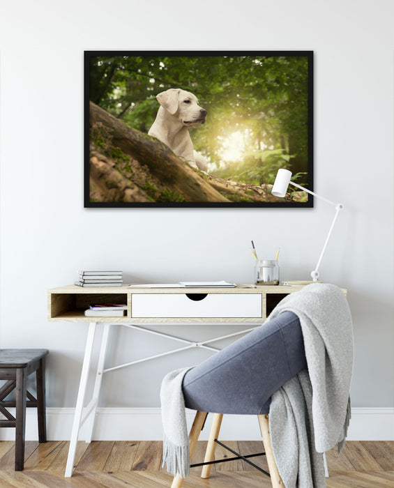 Labrador Welpe im Wald, Poster mit Bilderrahmen