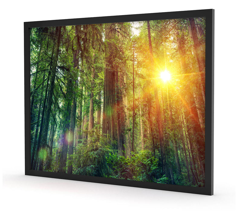 Wald bei Sonnenlicht, Poster mit Bilderrahmen