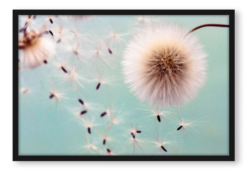 Pixxprint Pusteblumen in Bewegung, Poster mit Bilderrahmen