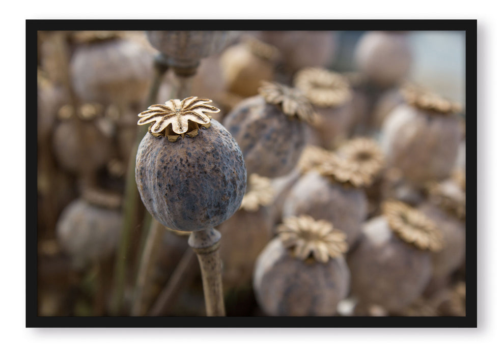 Pixxprint Mohnkapsel der Mohnblume, Poster mit Bilderrahmen