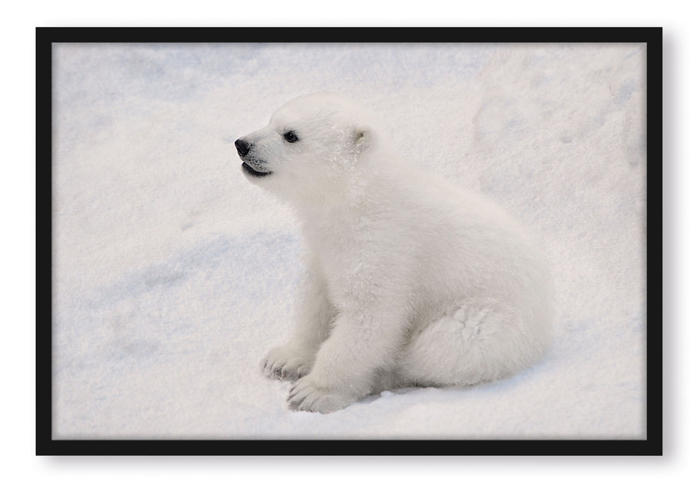 Pixxprint niedliches Eisbär Baby, Poster mit Bilderrahmen