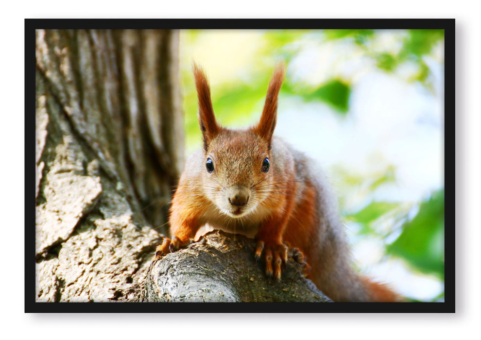 Pixxprint Eichhörnchen auf dem Baum, Poster mit Bilderrahmen