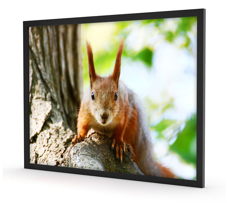 Eichhörnchen auf dem Baum, Poster mit Bilderrahmen