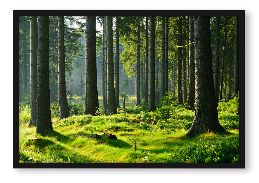 sonniger Tag im Wald, Poster mit Bilderrahmen