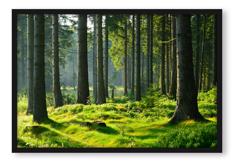 Pixxprint sonniger Tag im Wald, Poster mit Bilderrahmen