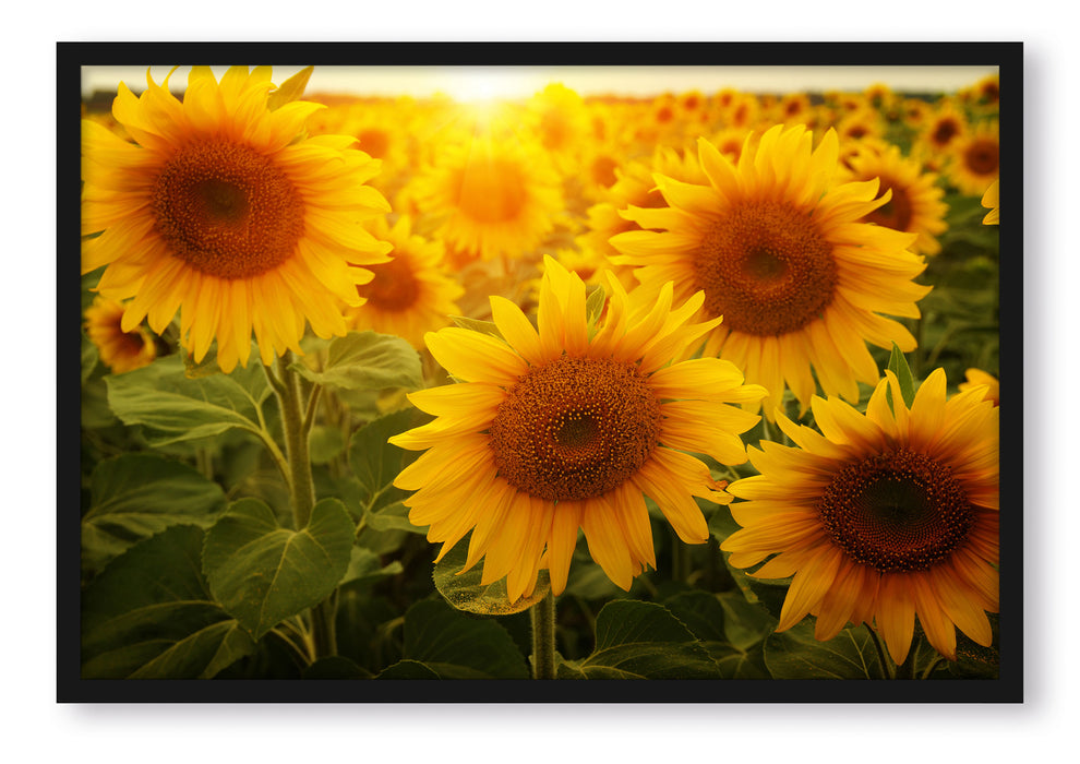 Pixxprint Sonnenblumen auf dem Feld, Poster mit Bilderrahmen