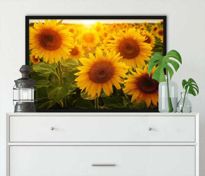 Sonnenblumen auf dem Feld, Poster mit Bilderrahmen