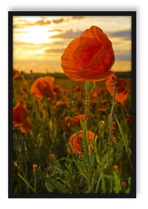 Mohnfeld, Poster mit Bilderrahmen