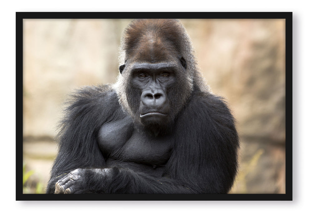 Pixxprint gelangweilter Gorilla, Poster mit Bilderrahmen