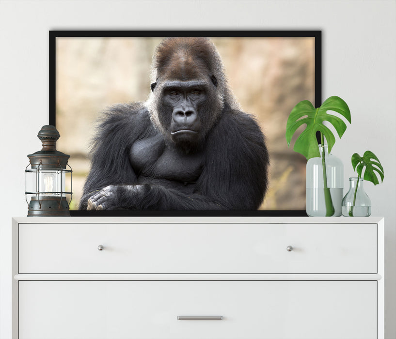 gelangweilter Gorilla, Poster mit Bilderrahmen