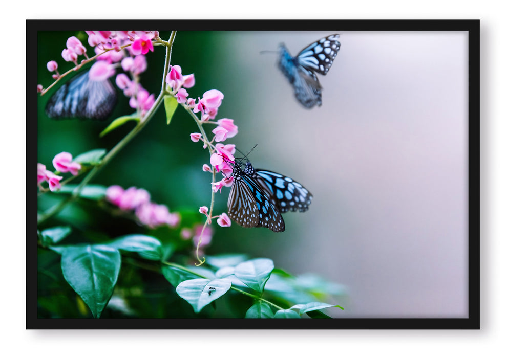 Pixxprint Schmetterlinge auf rosa Blumen, Poster mit Bilderrahmen