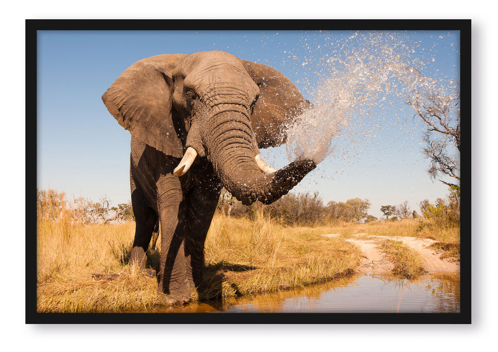 Pixxprint schöner Elefant spritzt mit Wasser, Poster mit Bilderrahmen