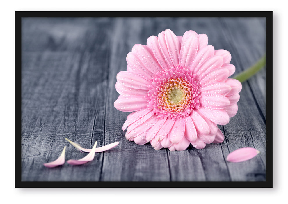 Pixxprint pinke Gerbera auf rustikalem Boden, Poster mit Bilderrahmen