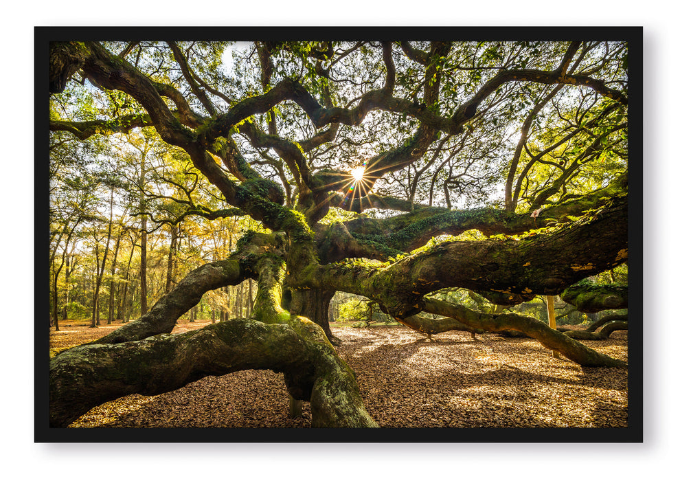 Pixxprint gigantisch verzweigter Baum, Poster mit Bilderrahmen