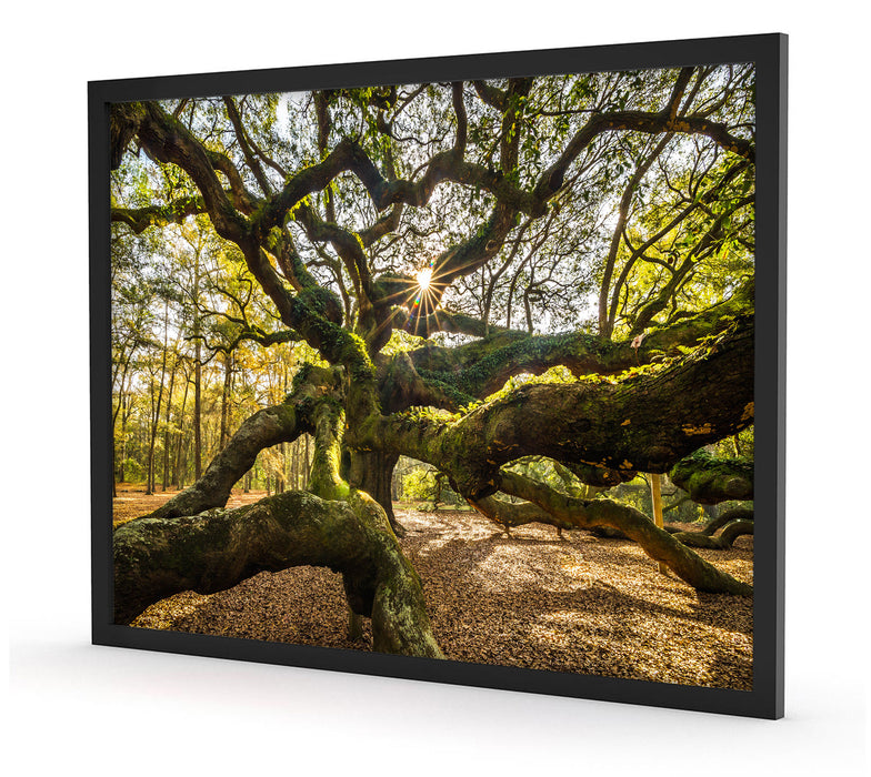 gigantisch verzweigter Baum, Poster mit Bilderrahmen