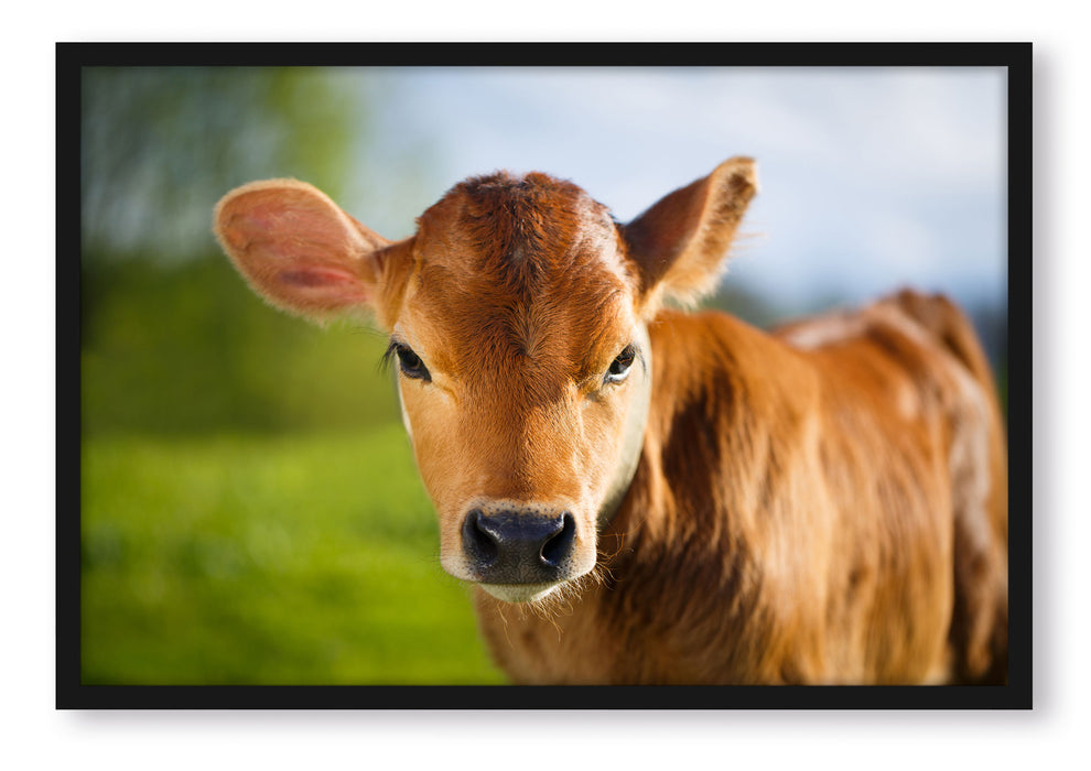 Pixxprint Junge Kuh Kälbchen, Poster mit Bilderrahmen