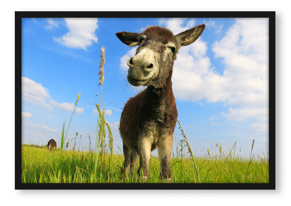 Pixxprint Esel in einem Feld, Poster mit Bilderrahmen