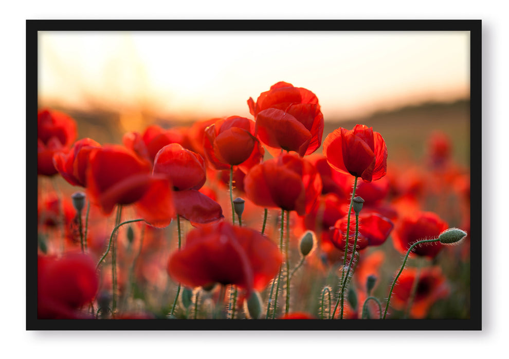 Pixxprint Feuriger Mohn, Poster mit Bilderrahmen