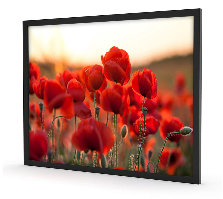 Feuriger Mohn, Poster mit Bilderrahmen