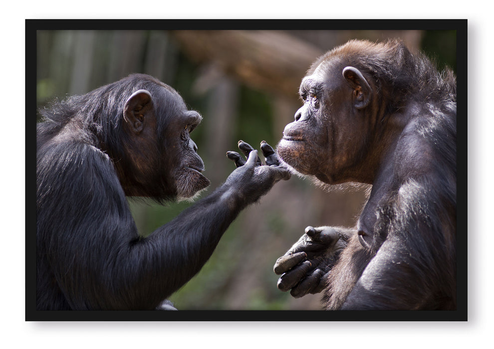 Pixxprint Schimpansen Freundschaft, Poster mit Bilderrahmen