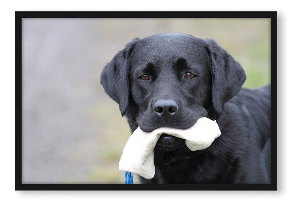 Pixxprint Labrador mit Spielzeug, Poster mit Bilderrahmen