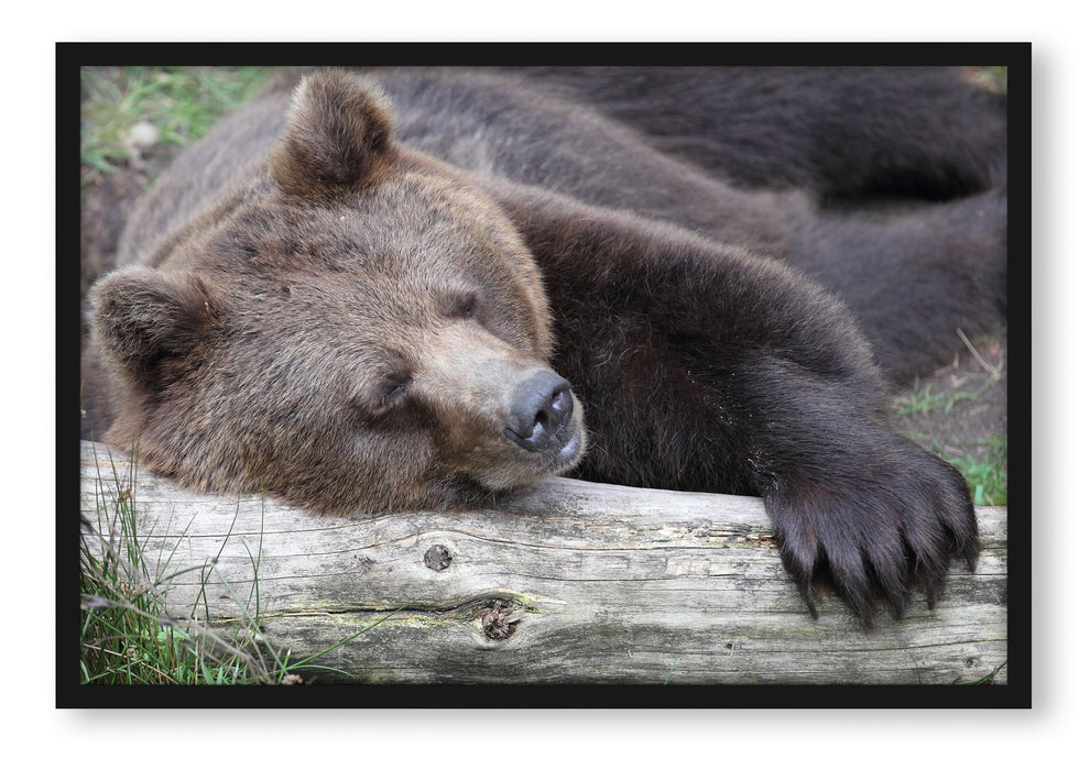 Pixxprint Bär schläft auf Baumstamm, Poster mit Bilderrahmen