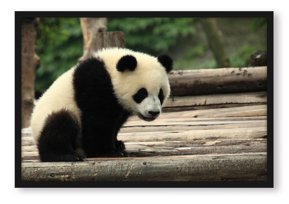 Pixxprint Panda auf Holzstämmen, Poster mit Bilderrahmen
