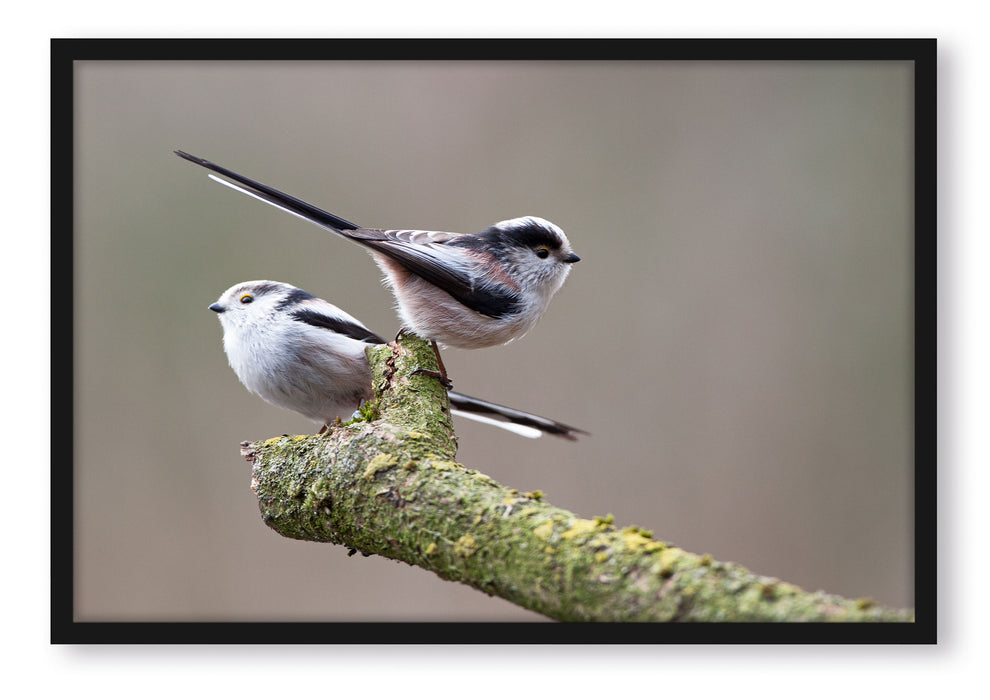 Pixxprint zwei Schwanzmeisen auf einem Ast, Poster mit Bilderrahmen