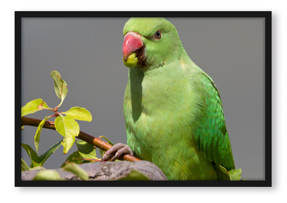 Pixxprint Halsbandsittich beim Essen, Poster mit Bilderrahmen
