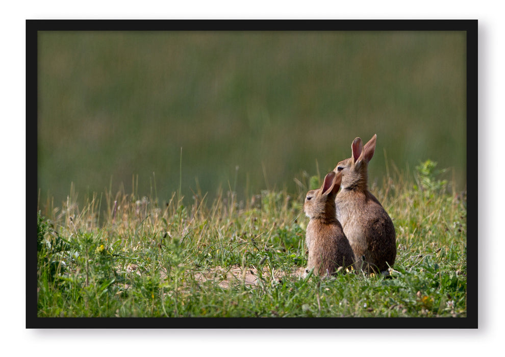 Pixxprint zwei Häschen auf Frühlingswiese, Poster mit Bilderrahmen